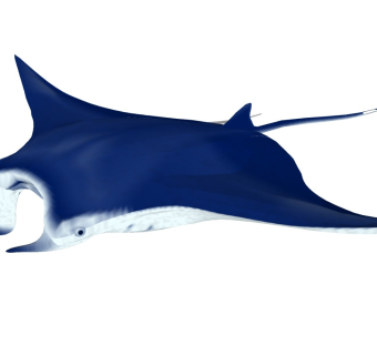 精品动物模型 鳐鱼